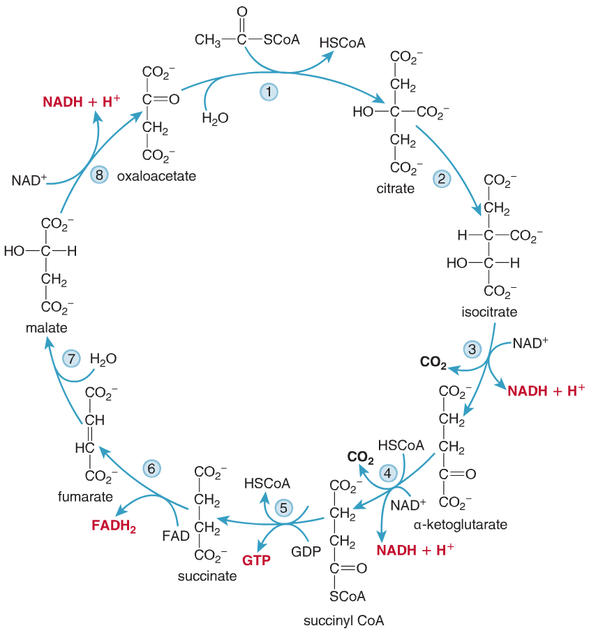 Solved: What Reactions In The Citric Acid Cycle Have Each ... | Chegg.com